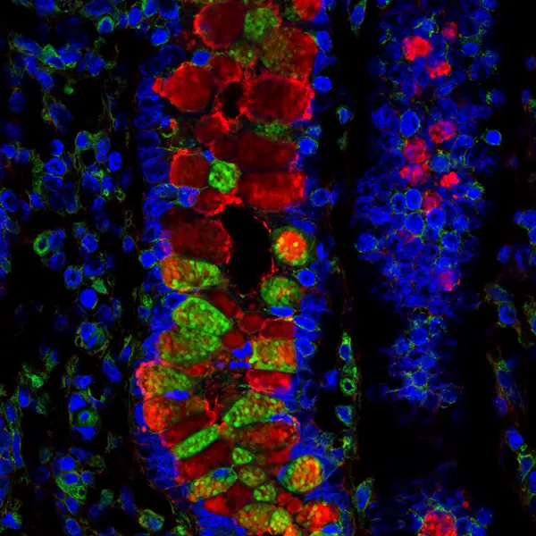 SNA MAL2 Bovine Large intestine-crypt